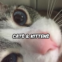cat11