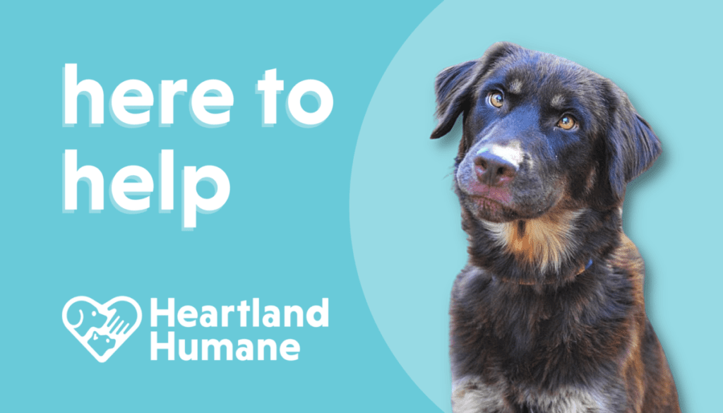 Surrendering Your Pet Heartland Humane